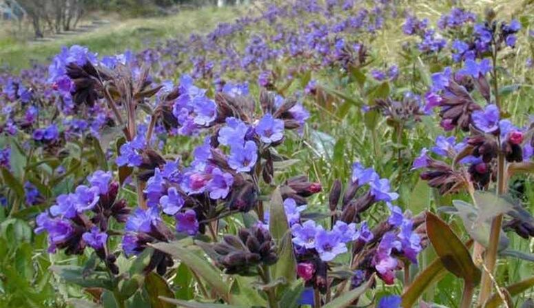 Lungwort para preparar unha infusión que favoreza o aumento do pene